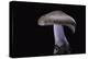 Lepista Nuda (Wood Blewit, Blue Stalk Mushroom)-Paul Starosta-Premier Image Canvas