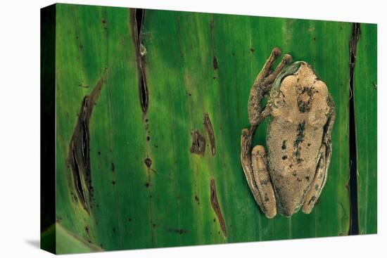 Leptopelis Brevirostris (Cameroon Forest Treefrog)-Paul Starosta-Premier Image Canvas