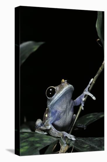 Leptopelis Uluguruensis (Uluguru Forest Treefrog)-Paul Starosta-Premier Image Canvas