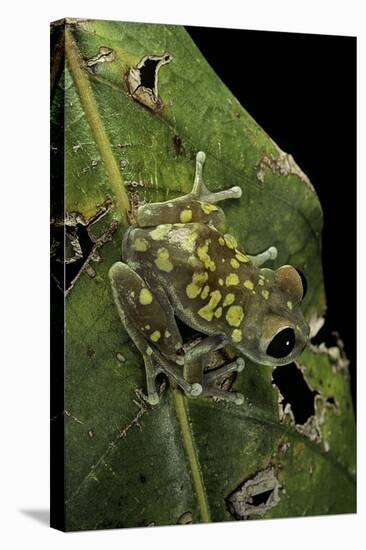 Leptopelis Uluguruensis (Uluguru Forest Treefrog)-Paul Starosta-Premier Image Canvas