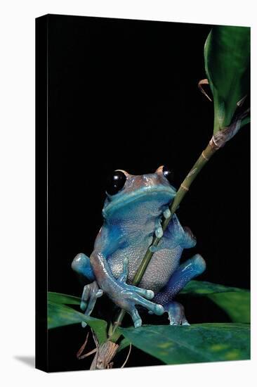 Leptopelis Uluguruensis (Uluguru Forest Treefrog)-Paul Starosta-Premier Image Canvas