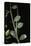 Leptynia Hispanica (Spanish Stick Insect)-Paul Starosta-Premier Image Canvas