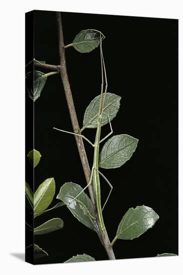 Leptynia Hispanica (Spanish Stick Insect)-Paul Starosta-Premier Image Canvas