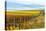 Les Collines Vineyard in Autumn, Walla Walla, Washington, USA-Richard Duval-Premier Image Canvas