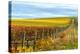 Les Collines Vineyard in Autumn, Walla Walla, Washington, USA-Richard Duval-Premier Image Canvas