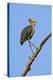 Lesser Adjutant Stork-Tony Camacho-Premier Image Canvas