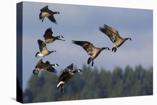 Lesser Canada Geese Alighting-Ken Archer-Premier Image Canvas