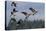 Lesser Canada Geese Alighting-Ken Archer-Premier Image Canvas