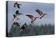 Lesser Canada Geese Alighting-Ken Archer-Premier Image Canvas