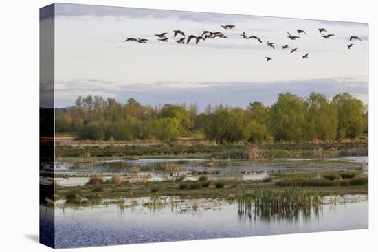 Lesser Canada Geese, Nisqually Nwr-Ken Archer-Premier Image Canvas