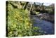 Lesser Celandines (Ranunculus Ficaria) Flowering on a Stream Bank in Woodland-Nick Upton-Premier Image Canvas