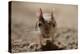 Lesser Egyptian Jerboa (Jaculu Jaculus) Temporarily Captive For Photography In Desert Set-John Waters-Premier Image Canvas