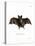 Lesser False Vampire Bat-null-Premier Image Canvas