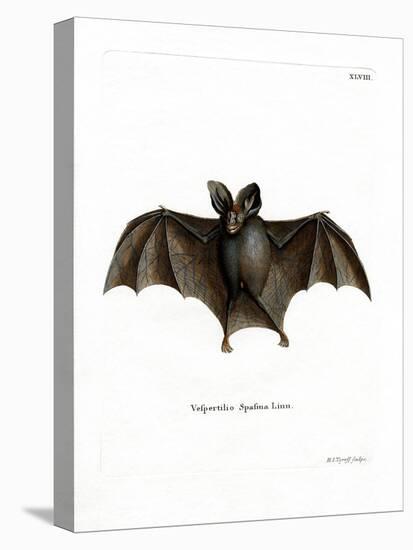 Lesser False Vampire Bat-null-Premier Image Canvas