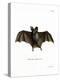 Lesser False Vampire Bat-null-Premier Image Canvas