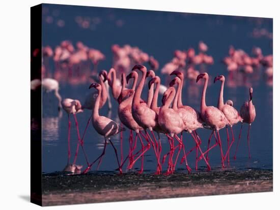 Lesser Flamingo, Kenya-Dee Ann Pederson-Premier Image Canvas