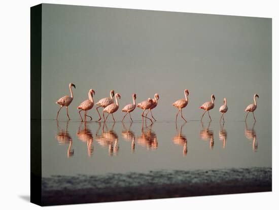 Lesser Flamingo Line of Eleven-null-Premier Image Canvas