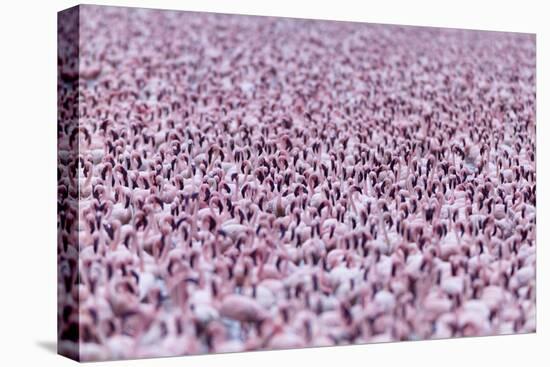 Lesser Flamingo (Phoeniconaias Minor) Flock, Bogoria Game Reserve, Kenya-Denis-Huot-Premier Image Canvas