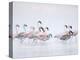 Lesser Flamingoes in Fog-Arthur Morris-Premier Image Canvas