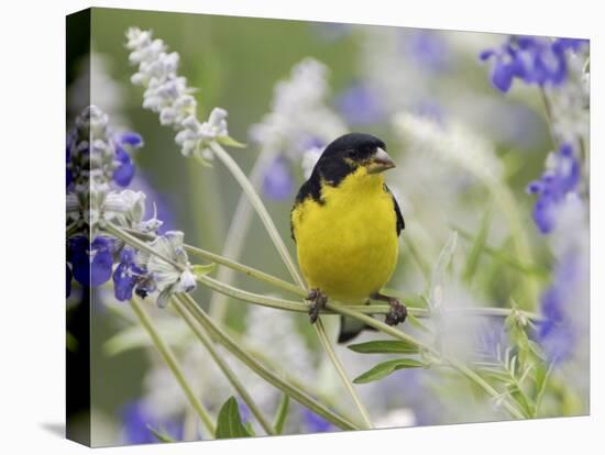 Lesser Goldfinch Black-Backed Male on Mealy Sage Hill Country, Texas, USA-Rolf Nussbaumer-Premier Image Canvas