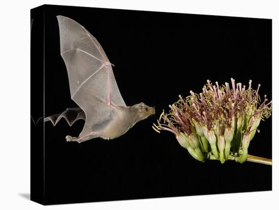 Lesser Long-Nosed Bat in Flight Feeding on Agave Blossom, Tuscon, Arizona, USA-Rolf Nussbaumer-Premier Image Canvas