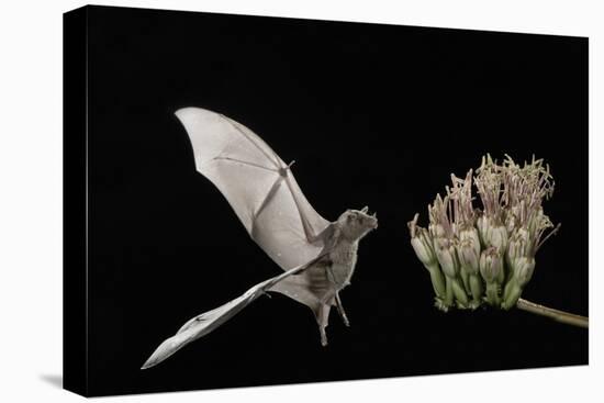 Lesser Long-Nosed Bat (Leptonycteris Curasoae) Flying-Rolf Nussbaumer-Premier Image Canvas
