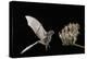 Lesser Long-Nosed Bat (Leptonycteris Curasoae) Flying-Rolf Nussbaumer-Premier Image Canvas