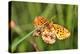 Lesser Marbled Fritillary, Blade of Grass-Harald Kroiss-Premier Image Canvas