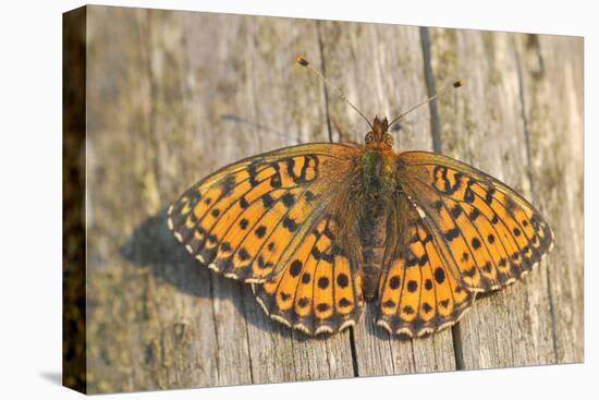 Lesser Marbled Fritillary on Wood, Weathered-Harald Kroiss-Premier Image Canvas