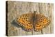 Lesser Marbled Fritillary on Wood, Weathered-Harald Kroiss-Premier Image Canvas