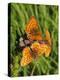 Lesser Marbled Fritillary-Harald Kroiss-Premier Image Canvas