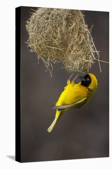 Lesser Masked Weaver (Ploceus Intermedius) Male at Nest Entrance-Neil Aldridge-Premier Image Canvas