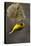 Lesser Masked Weaver (Ploceus Intermedius) Male at Nest Entrance-Neil Aldridge-Premier Image Canvas