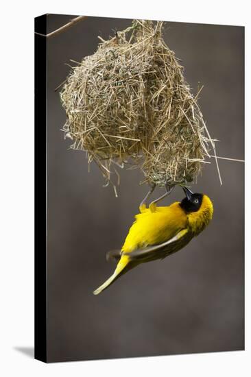 Lesser Masked Weaver (Ploceus Intermedius) Male at Nest Entrance-Neil Aldridge-Premier Image Canvas