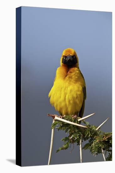 Lesser Masked Weaver (Ploceus Intermedius), Ngorongoro Crater, Tanzania, East Africa, Africa-James Hager-Premier Image Canvas