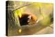 Lesser Panda, Ailurus Fulgens, Branch, Side View, Lying, Sleeping-David & Micha Sheldon-Premier Image Canvas