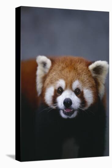 Lesser Panda-DLILLC-Premier Image Canvas