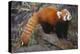 Lesser Panda-DLILLC-Premier Image Canvas