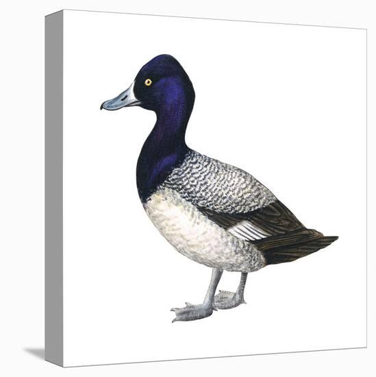 Lesser Scaup (Aythya Affinis), Duck, Birds-Encyclopaedia Britannica-Stretched Canvas