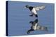 Lesser Scaup Drakes Landing-Hal Beral-Premier Image Canvas