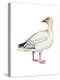 Lesser Snow Goose (Chen Caerulescens Caerulescens), Birds-Encyclopaedia Britannica-Stretched Canvas