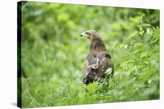 lesser spotted eagle, Clanga pomarina, close-up,-David & Micha Sheldon-Stretched Canvas