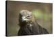 lesser spotted eagle, Clanga pomarina, close-up,-David & Micha Sheldon-Premier Image Canvas