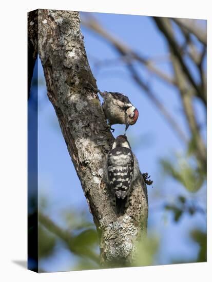 Lesser spotted woodpecker (Dryobates minor) male feeding chick,  Bavaria, Germany, June-Konrad Wothe-Premier Image Canvas