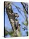 Lesser spotted woodpecker (Dryobates minor) male feeding chick,  Bavaria, Germany, June-Konrad Wothe-Premier Image Canvas