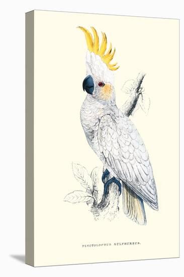 Lesser Sulpher-Crested Cockatoo - Cocatua Sulphurea-Edward Lear-Stretched Canvas