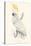 Lesser Sulphur-Crested Cockatoo-Edward Lear-Stretched Canvas