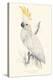 Lesser Sulphur-Crested Cockatoo-Edward Lear-Stretched Canvas