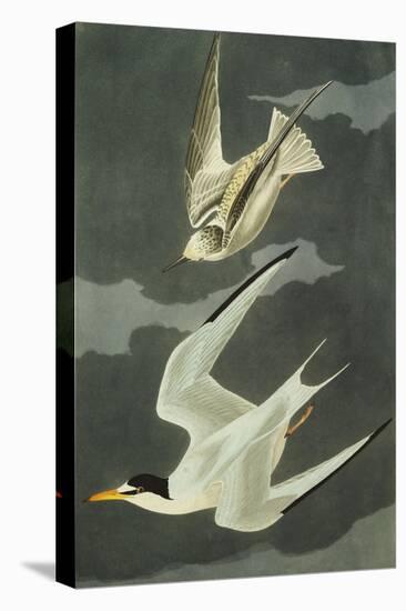 Lesser Tern. Little Tern (Sterna Albifrons), from 'The Birds of America'-John James Audubon-Premier Image Canvas