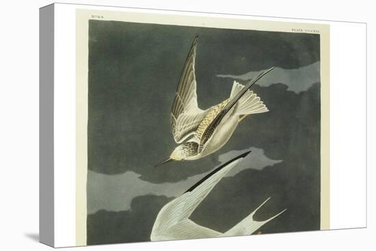 Lesser Tern. Little Tern-John James Audubon-Premier Image Canvas